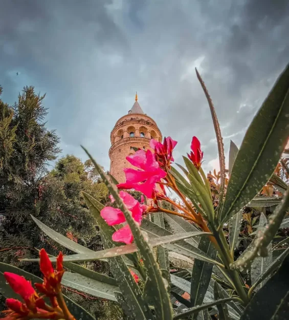 Bulutlu bir gökyüzünün altında canlı pembe çiçeklerin ardındaki Galata Kulesi _by fotoloji
