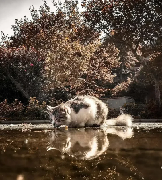 Kedi ve ağaçlarının suya yansıdığı Adalar'da huzurlu bir manzara. _by fotoloji