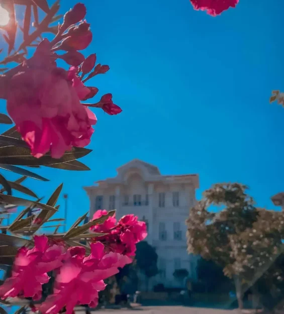 Adalar'da pembe çiçekler ve tarihi köşk, altında güneşli bir gökyüzüyle _by fotoloji