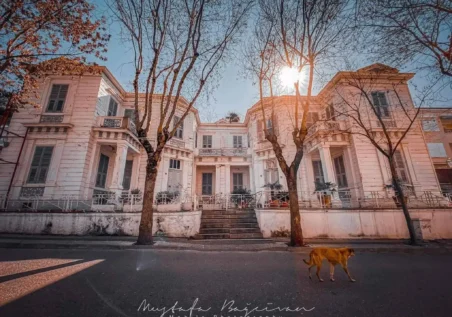 adalar-fotograf.galerisi-7 Adalar'da ağaçlar ve güneş ışığında bir köpekle tarihi konak _by fotoloji