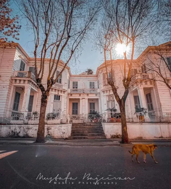 Adalar'da ağaçlar ve güneş ışığında bir köpekle tarihi konak _by fotoloji