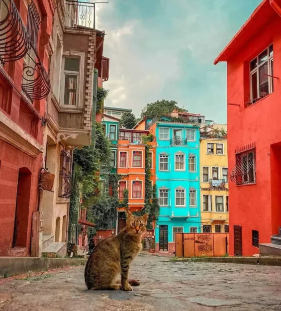 İstanbul Balat'ta, rengarenk tarihi binaların arasında, Arnavut kaldırımlı bir sokakta bir kedi oturuyor. _by fotoloji