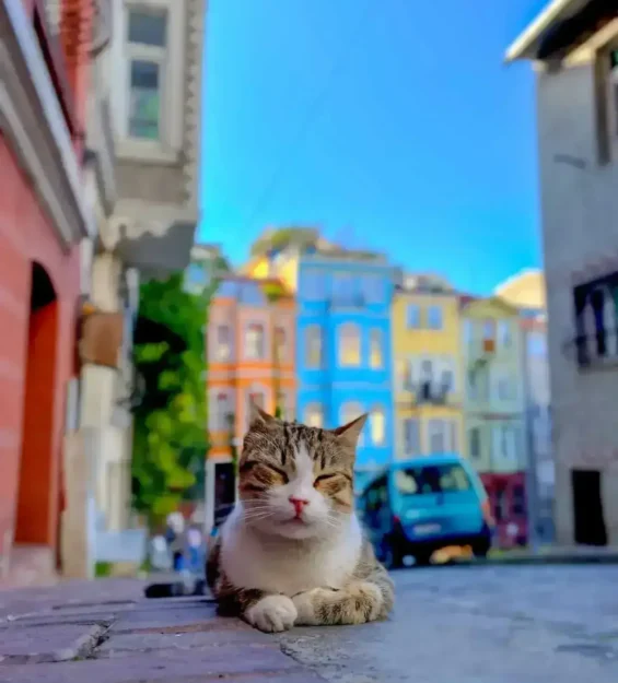 Balat sokağında, arka planda rengarenk evler arasında huzur içinde uyuyan bir tekir kedi. _by fotoloji