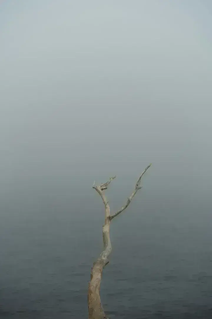 Sisin içinde çıplak ağaç. Görsel Hikaye Anlatımı