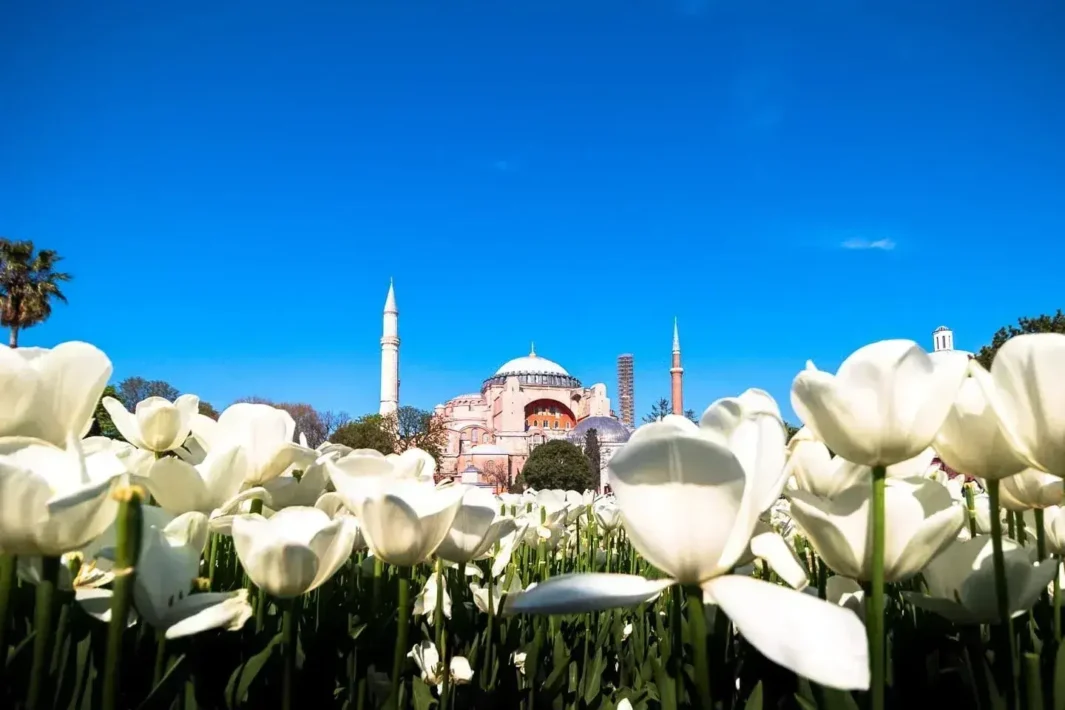 Manzara fotoğrafçılığı için mükemmel, beyaz laleli Ayasofya.