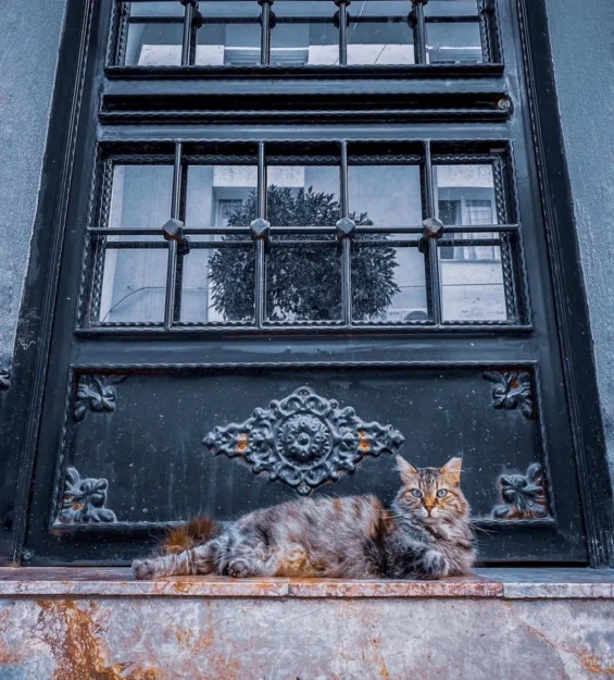 Süslü bir kapının önünde dinlenen uzun tüylü kedi by fotoloji