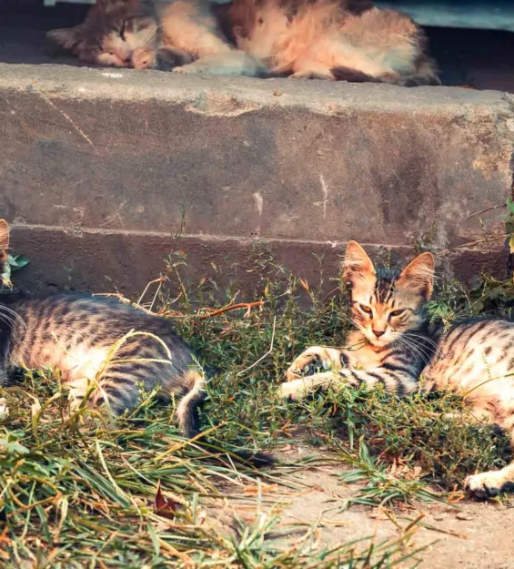 Uyuyan yetişkin bir kedinin yanında, çimenlerin üzerinde dinlenen iki çizgili kedi yavrusu. _by fotoloji
