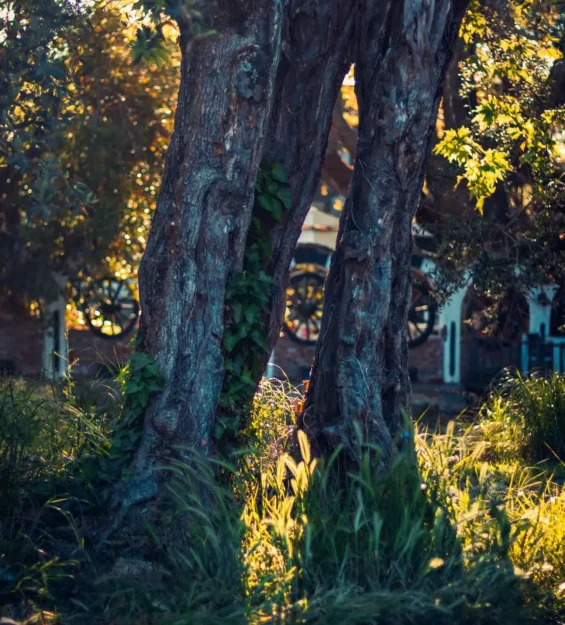 Dallarından güneş ışığının süzüldüğü, buruş buruş ve çatlaklarla dolu eski zeytin ağacı gövdesi. _by fotoloji