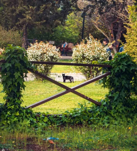 Asmalarla kaplı bir çitin ardından parkta görülen siyah kedi. _by fotoloji