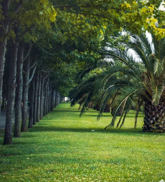 Ağaçların ve palmiyelerin sıralandığı yemyeşil park. _by fotoloji
