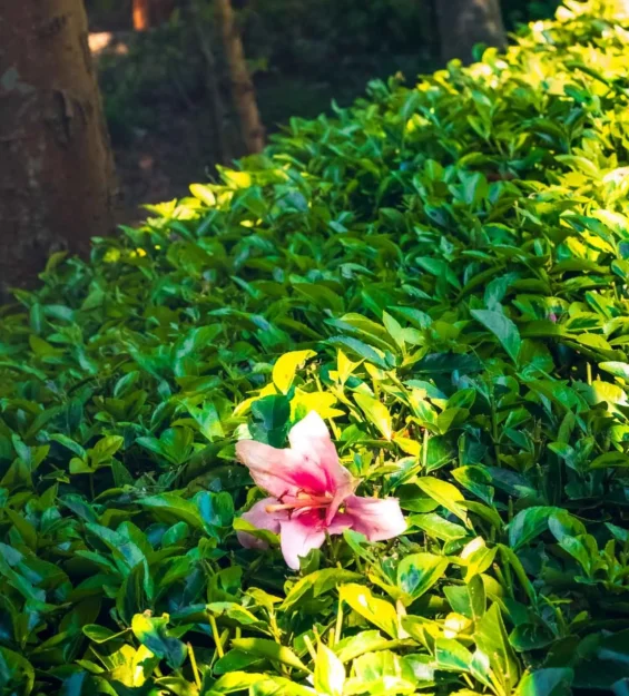 Canlı yeşil bir çitte açan pembe zambak _by fotoloji