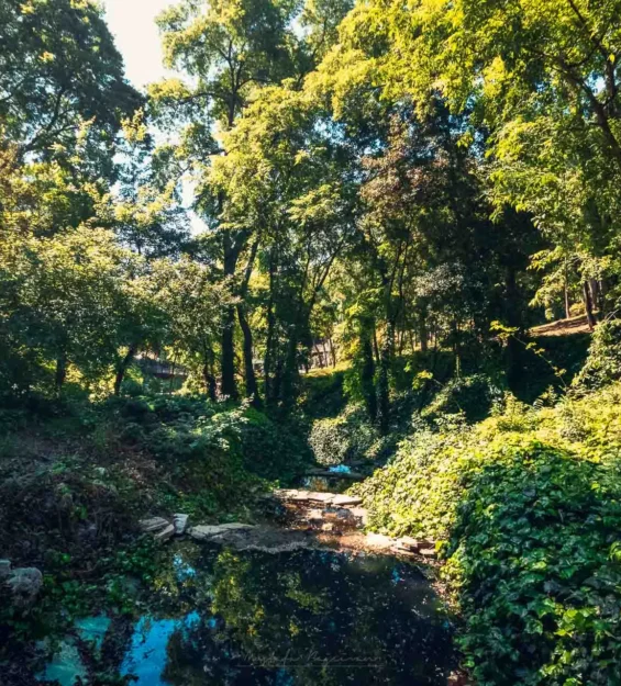 Yemyeşil bitki örtüsü ve kayalarla kaplı, güneşli orman deresi. _by fotoloji