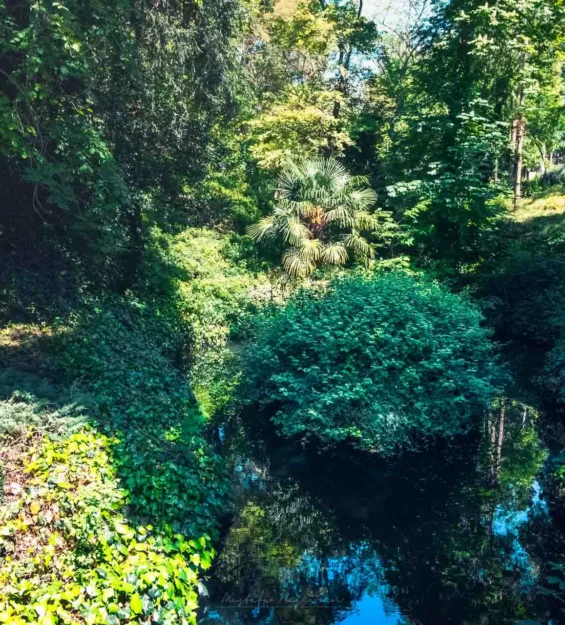 Sakin bir bahçe ortamında, yemyeşil bitki örtüsü, sakin ve yansıtıcı bir göleti çevreliyor. _by fotoloji