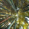 Ormandaki uzun bambu saplarına bakıyorum, güneş ışığı yaprakların arasından süzülüyor. _by fotoloji