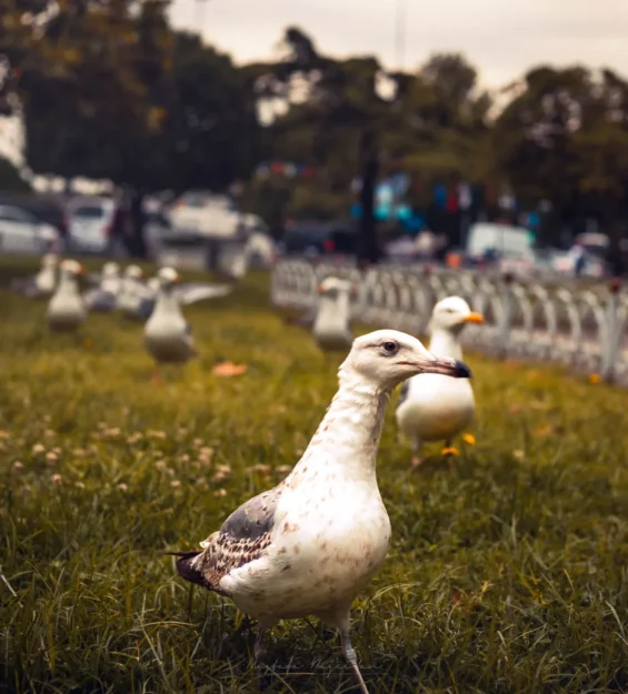 Çimenlerin üzerinde duran martı, arka planda diğer martılar _by fotoloji