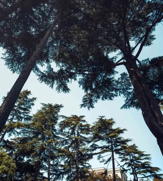 Uzun sedir ağaçları berrak mavi gökyüzüne doğru uzanıyor. _by fotoloji