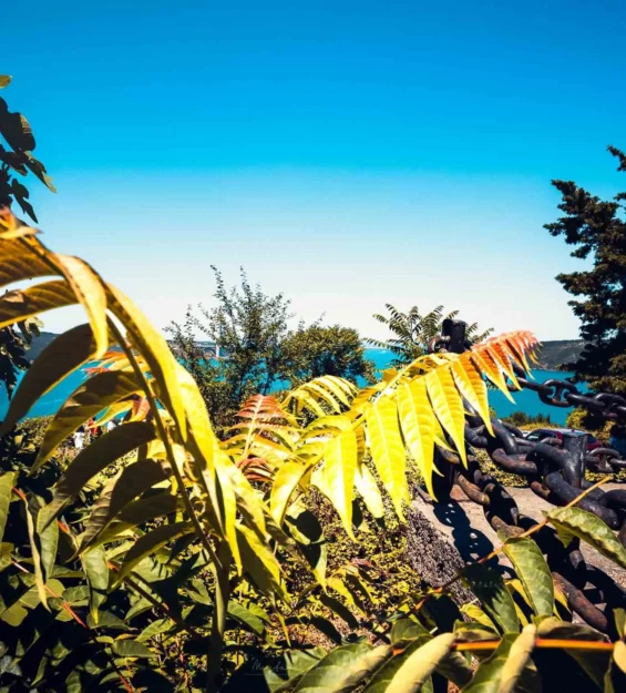 Parlak sarı yapraklar, mavi bir su yolunun ve ağır zincirlerin manzarasını çerçeveliyor. _by fotoloji