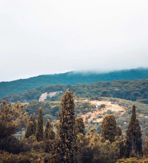 Her dem yeşil ağaçlarla dolu sisli dağ manzarası _by fotoloji