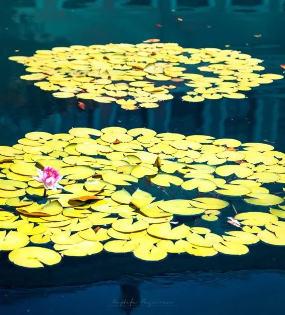 Bir gölet üzerindeki sarı nilüfer yapraklarının arasında açan pembe nilüfer _by fotoloji