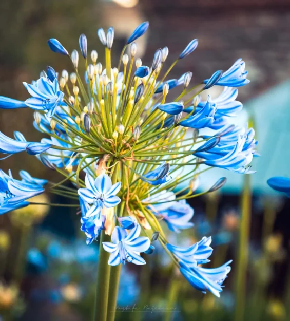 Çiçek açmış canlı mavi Agapanthus çiçeklerinin yakın çekimi. _by fotoloji