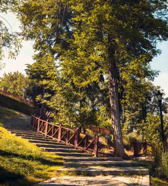 Uzun ağaçlarla çevrili ahşap korkuluklu, güneşli park yolu _by fotoloji