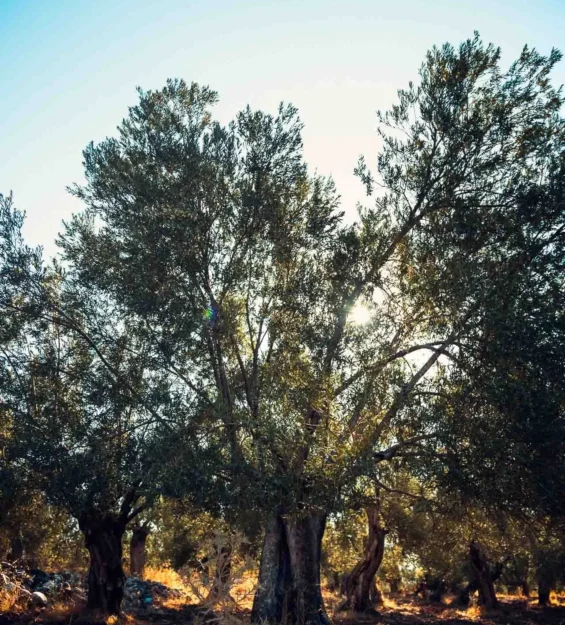 Gün batımında bir korudaki antik zeytin ağaçları. _by fotoloji