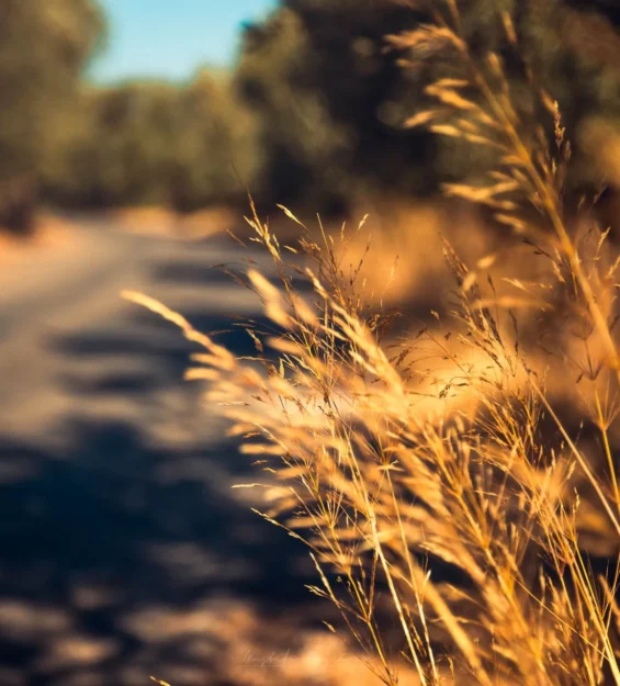 Gün batımında bir kır yolunun kenarında sallanan altın rengi çimenler. _by fotoloji