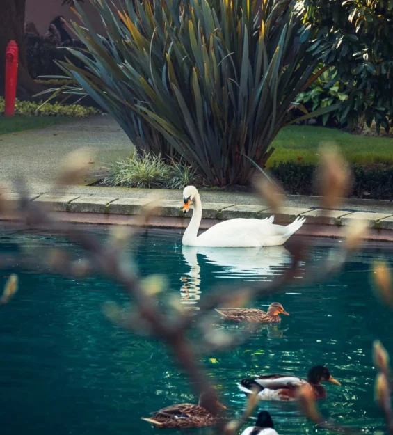 Ördeklerin olduğu bir gölette yüzen sakin kuğu, huzurlu park manzarası. _by fotoloji