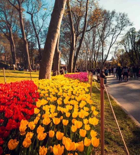 Güneşli bir günde parkta kırmızı ve sarı lalelerin canlı sıraları _by fotoloji