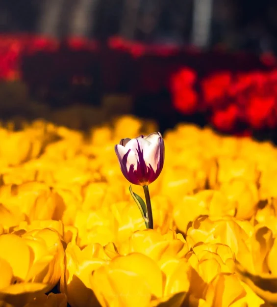 Sarı laleler arasında tek mor ve beyaz lale öne çıkıyor. _by fotoloji