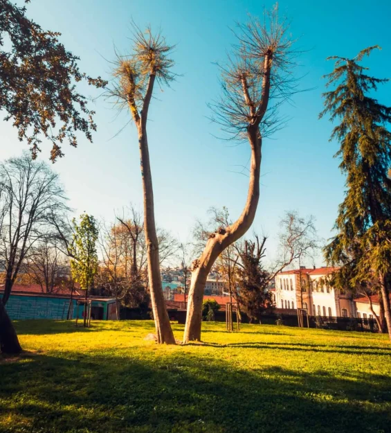 Parkta iç içe geçmiş iki ağaç, güneşli bir gün _by fotoloji