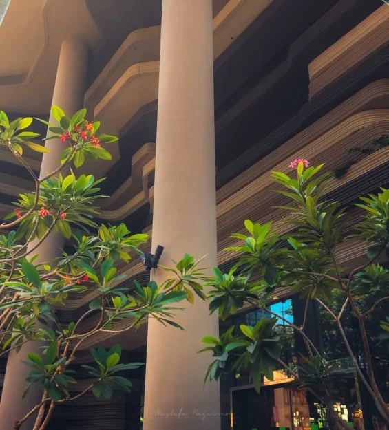Singapur'da modern mimari yapılar ve tropikal bitkiler _by fotoloji