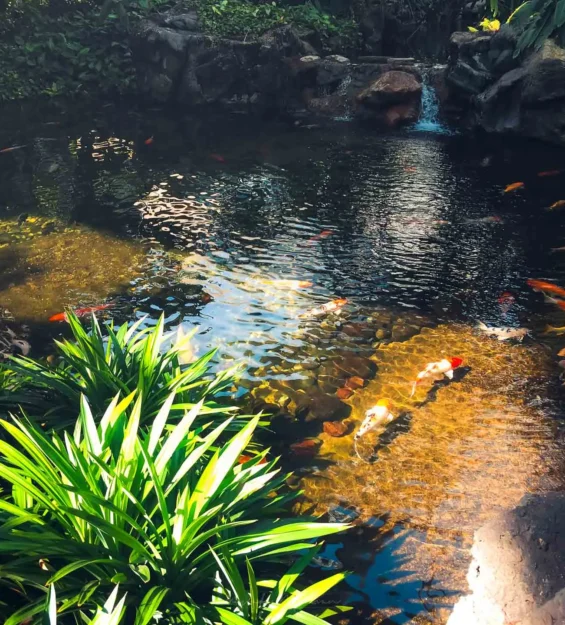 Singapur'da koi balıklarının yüzdüğü doğal havuz ve yemyeşil bitkiler _by fotoloji