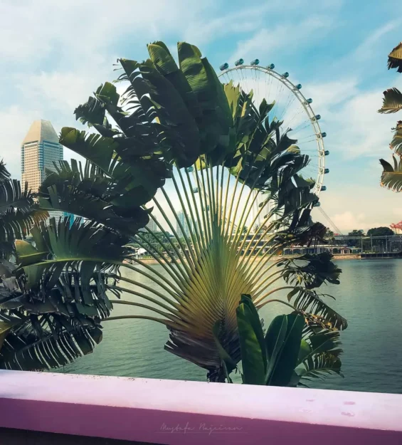 Singapur manzaraları: Helix Köprüsü ve Singapur Flyer çevresindeki ekolojik bitkiler _by fotoloji