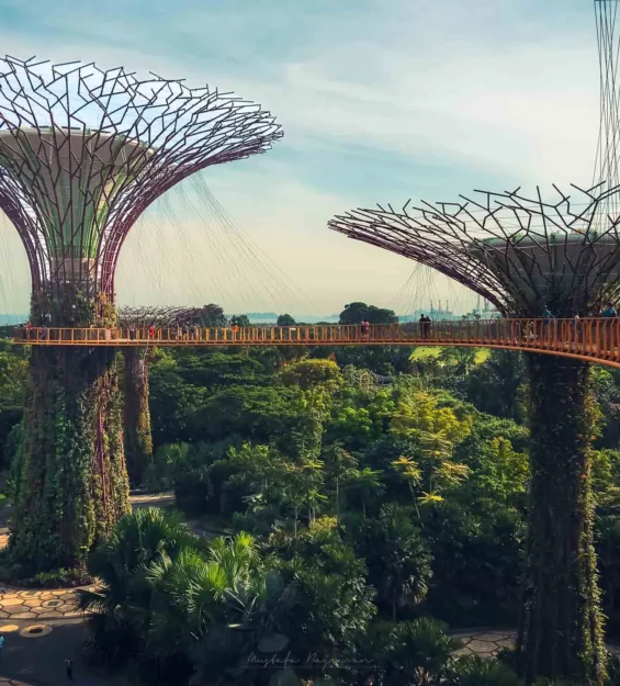 Singapur'un ikonik Supertree Grove'u, yüksekten çekilmiş bir manzara. Singapur mimarisi ve doğal güzelliğin birleşimi. _by fotoloji