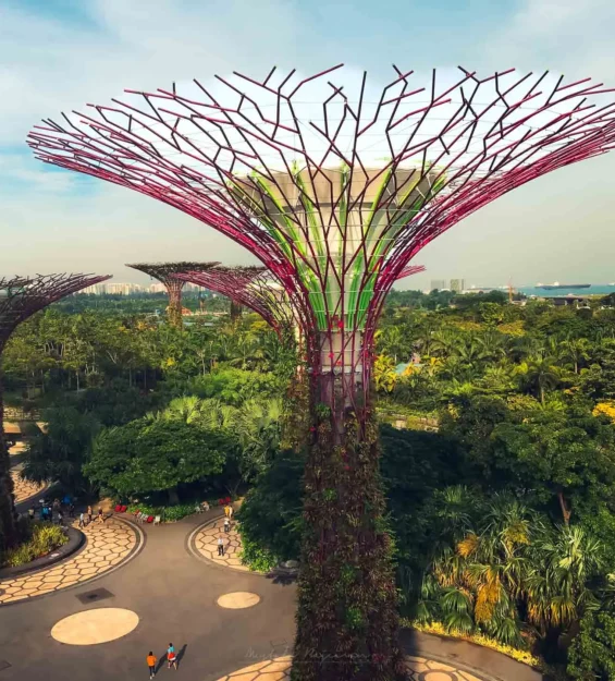 Singapur'daki Gardens by the Bay'deki Supertree Grove'un havadan görünümü. Muhteşem Singapur mimarisi ve manzarası. _by fotoloji