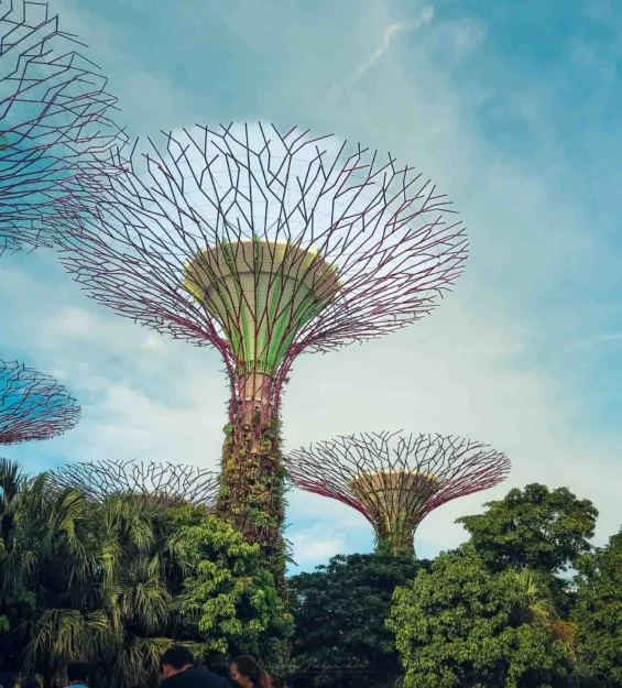Singapur'daki Gardens by the Bay'deki süper ağaçlar. Muhteşem Singapur mimarisi. _by fotoloji