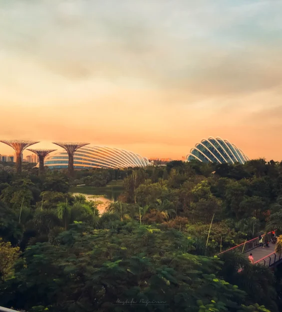 Gün batımında Singapur Gardens by the Bay Süper Ağaç Korusu ve Bulut Ormanı kubbeleri. Muhteşem Singapur mimarisi ve manzarası. _by fotoloji
