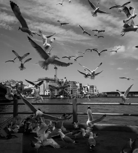 Uçan ve kıyıda bulunan çok sayıda martının siyah beyaz fotoğrafı. _by fotoloji