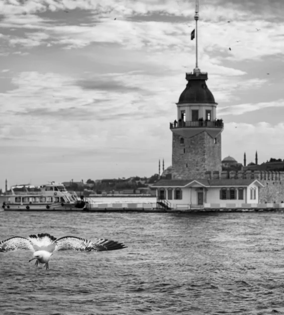 Arka planda Kız Kulesi'nin yer aldığı Boğaz'ın üzerinde uçan martı. _by fotoloji