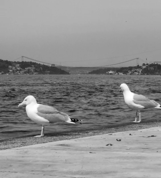 İstanbul'da Boğaz Köprüsü'ne bakan bir sahil şeridinde iki martı duruyor. _by fotoloji