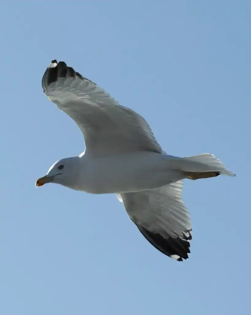 MB23388 b