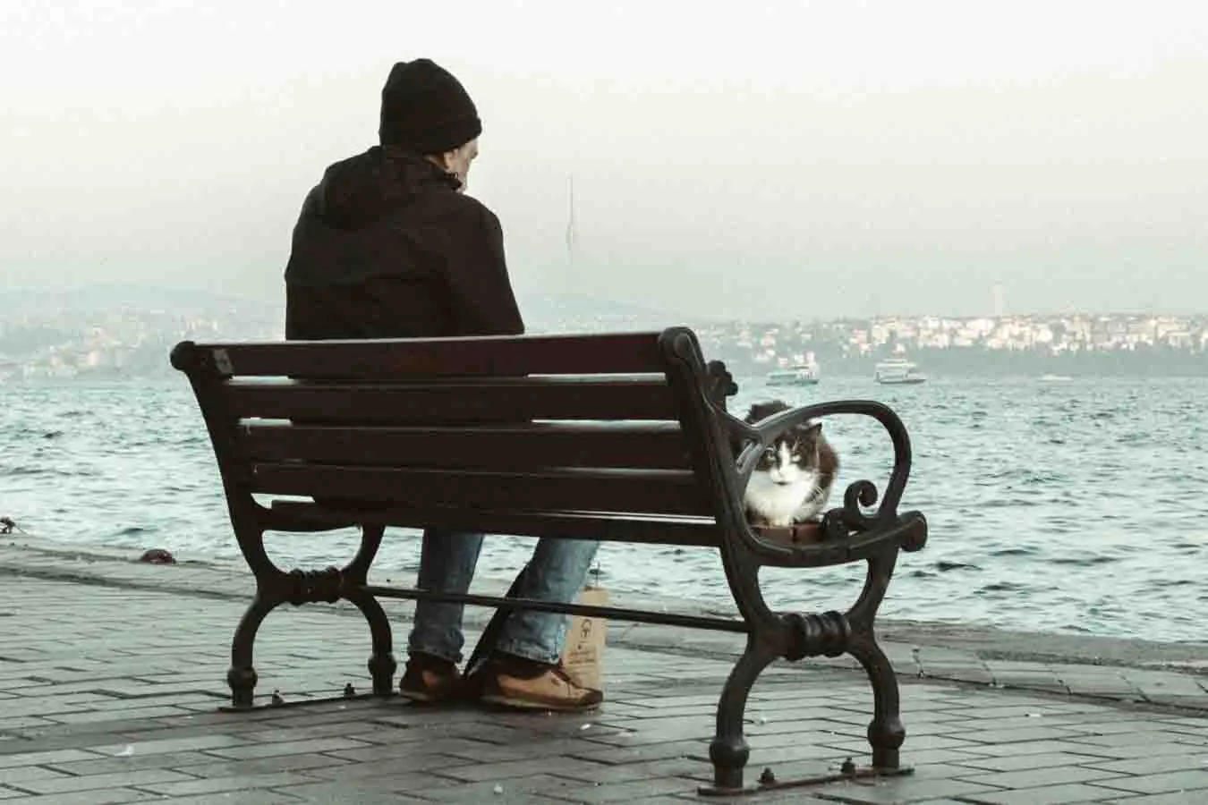 İstanbul sahiline bakan kedili bankta oturan adam.