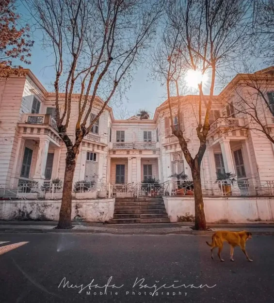 Ağaçlarla çevrili bir sokakta büyük, beyaz, tarihi bir konak; yanından bir köpek geçiyor.