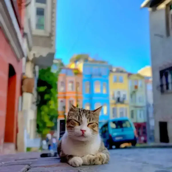 Balat 00046