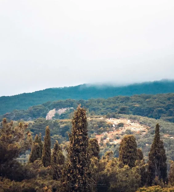 Ön planda uzun, her dem yeşil ağaçların bulunduğu sisli dağ manzarası.