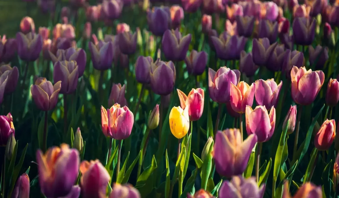 Güneş ışığında mor ve sarı lale tarlasının yakın çekimi