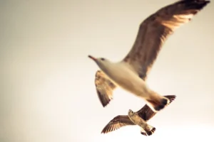 Doğa: Büyülü Dünyaya Yolculuk 54 doga 10