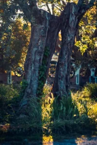 Doğa: Büyülü Dünyaya Yolculuk 24 doga 15