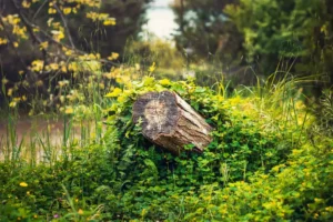 Doğa: Büyülü Dünyaya Yolculuk 48 doga 16